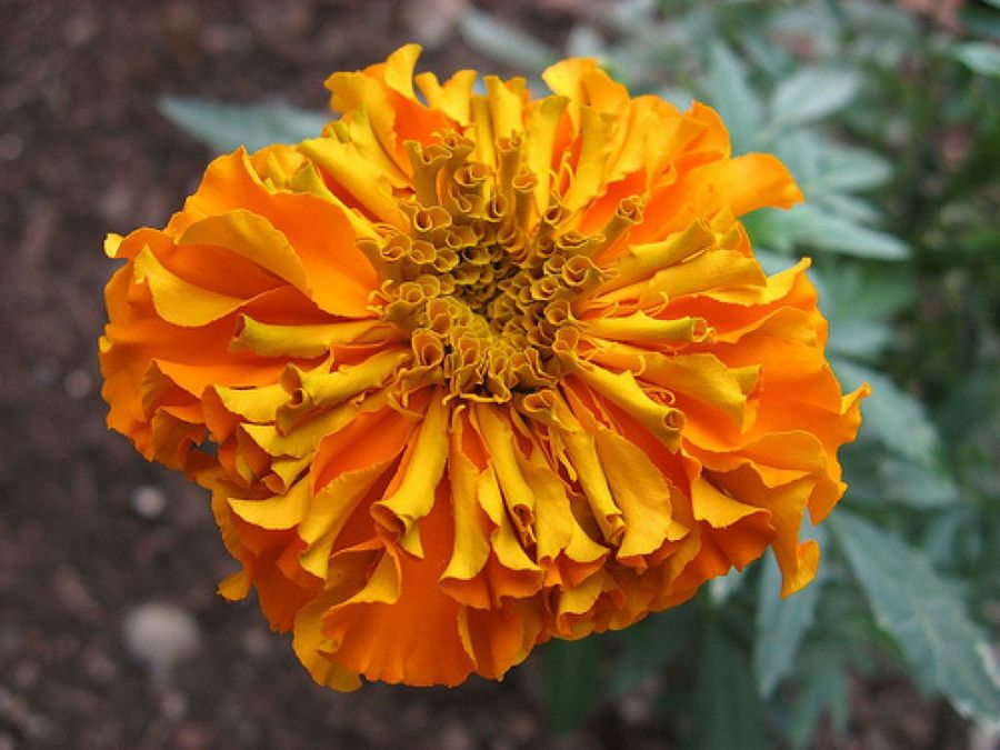 calendula