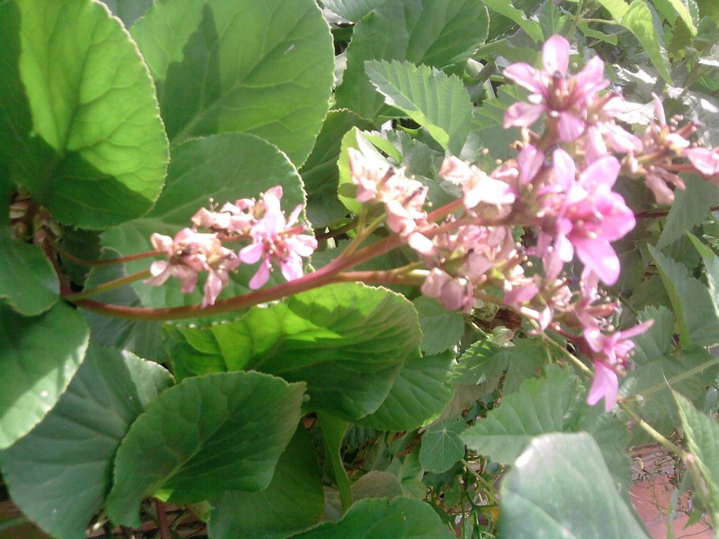 Hortensia de invierno | Plantas