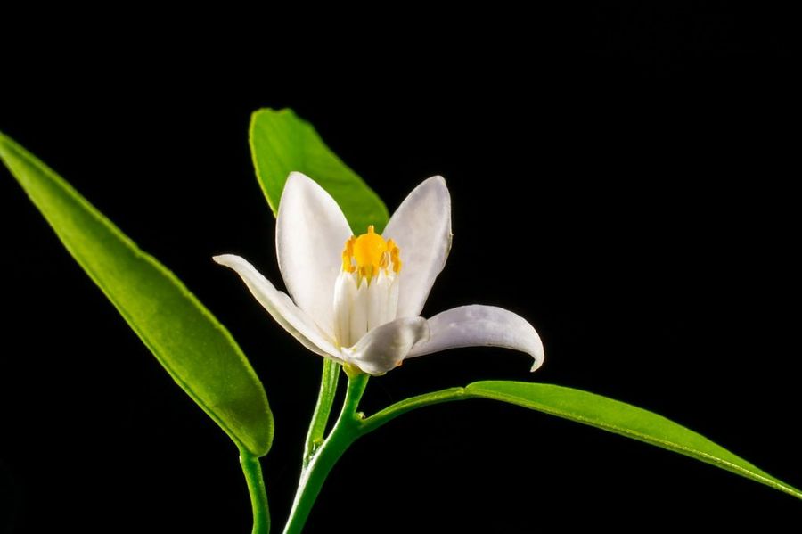La flor del azahar características e imágenes Plantas La flor del azahar características e imágenes Plantas