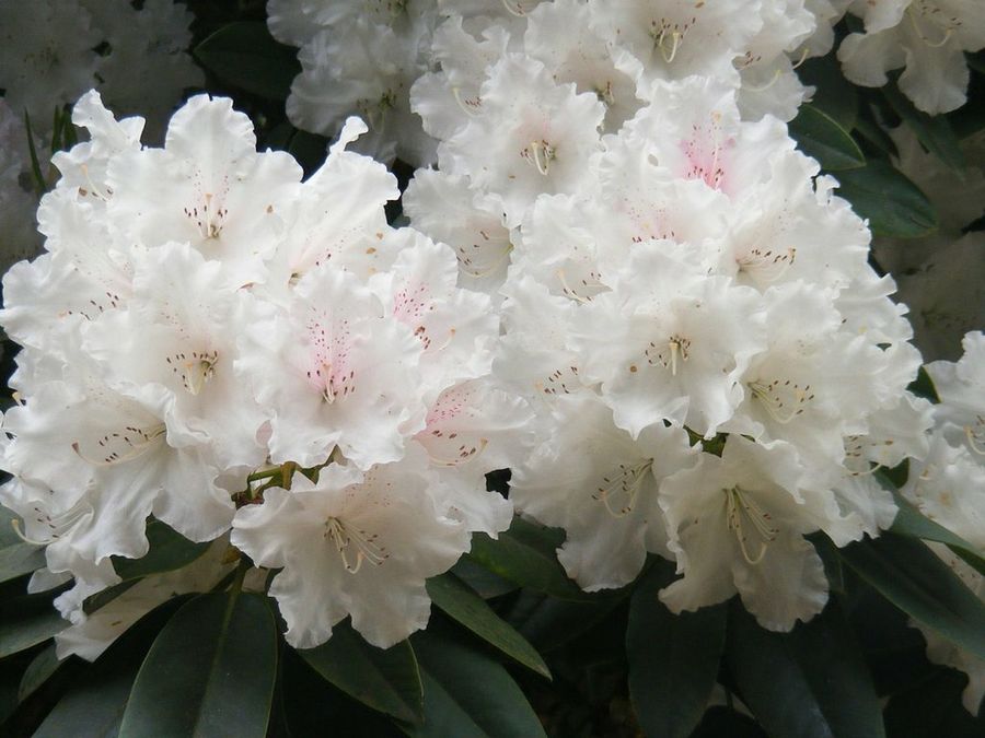 Exención domingo Haz un esfuerzo El rododendro, resistente al frío | Plantas