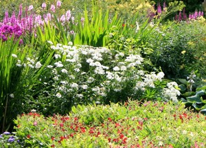 Usos del bicarbonato: cuidado del jardín | Plantas