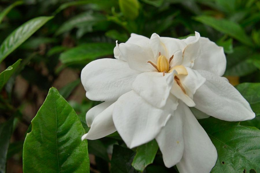 Gardenia jasminoides