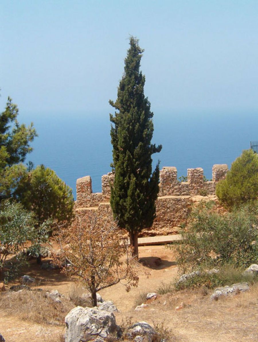 ciprés en un castillo