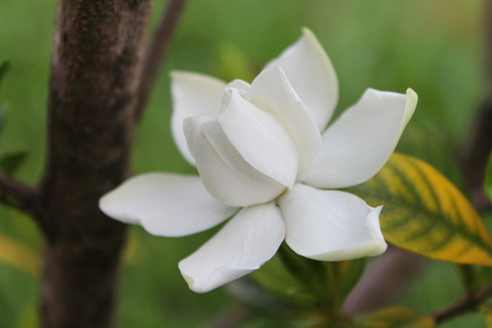 La Gardenia