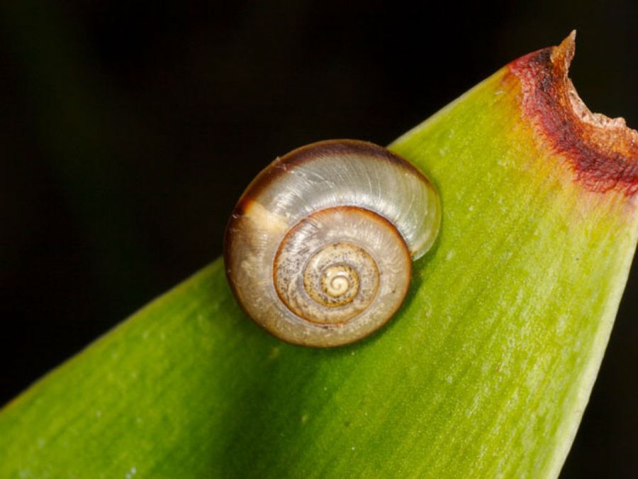 caracol
