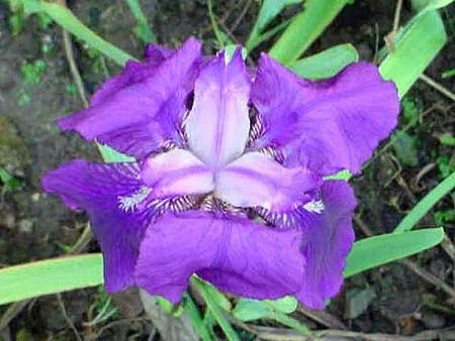 flor morada