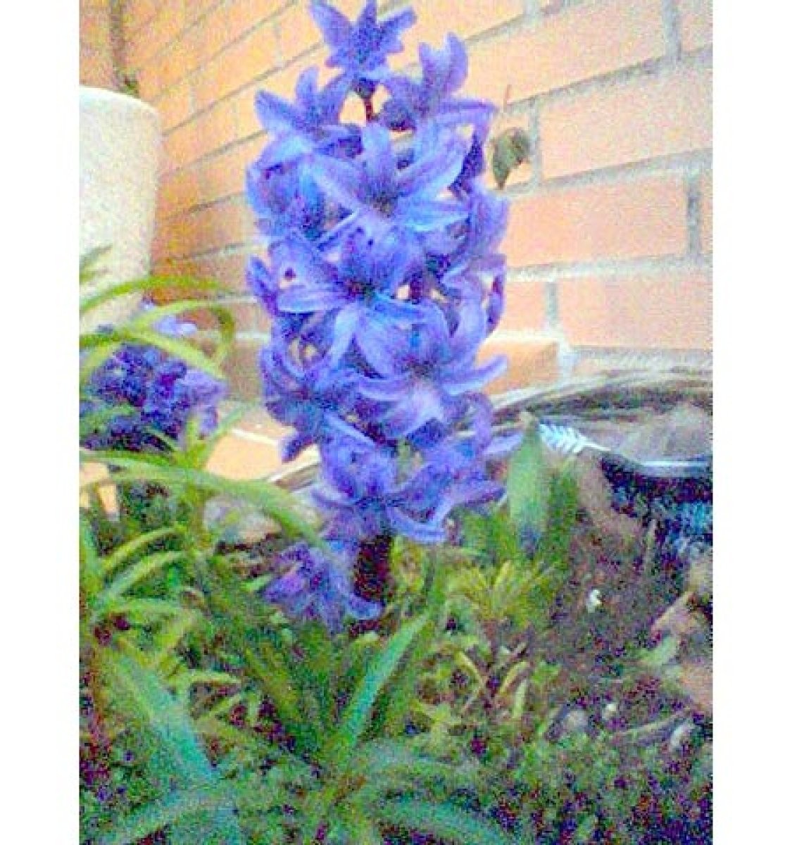 jacintos