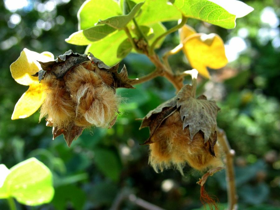 Gossypium