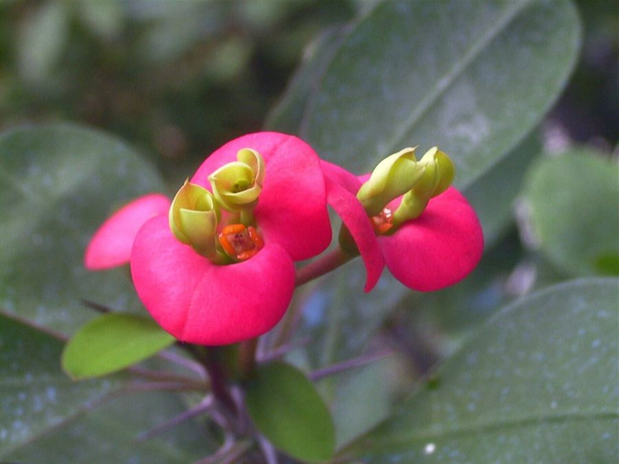 Jardín botánico de Córdoba