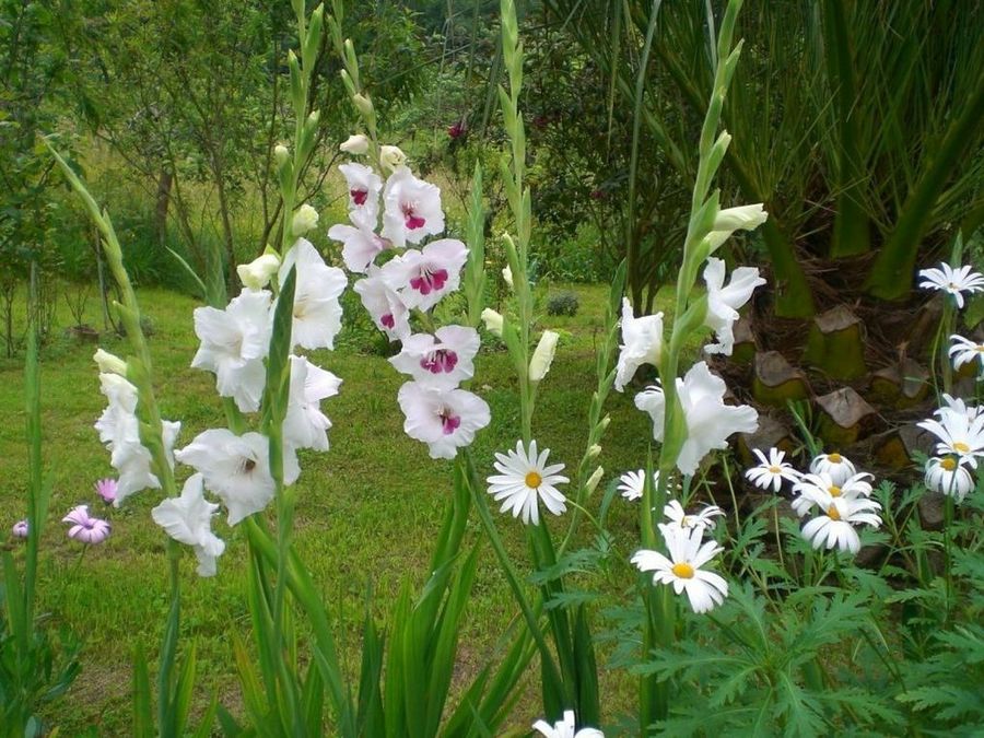 El gladiolo, una flor legendaria | Plantas