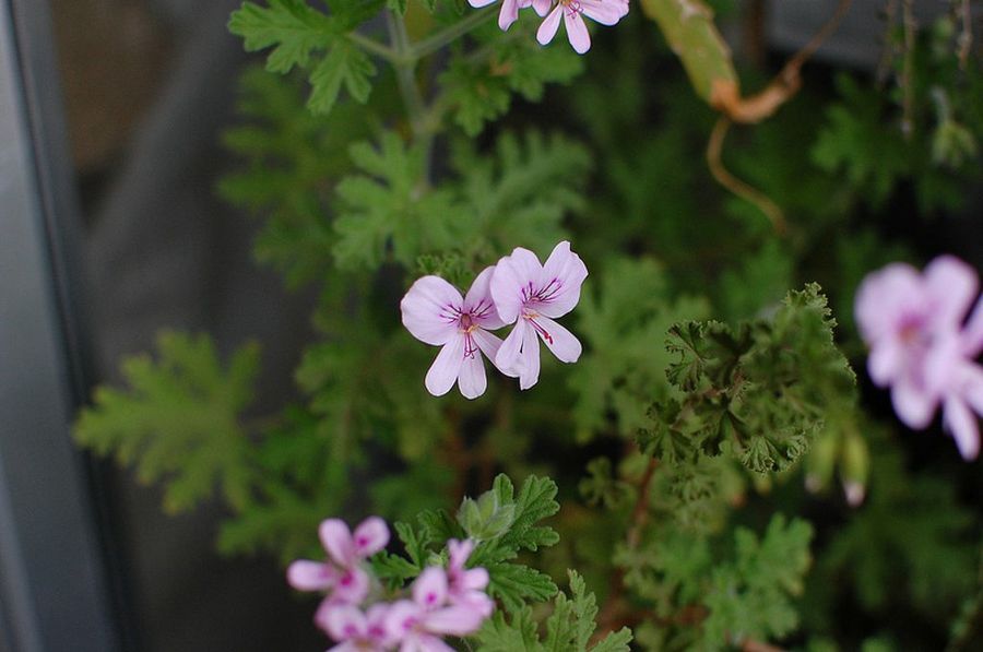 Pelargonium crispum