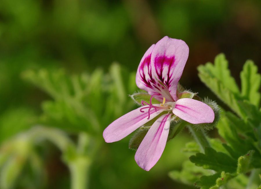 Pelargonium graveloens