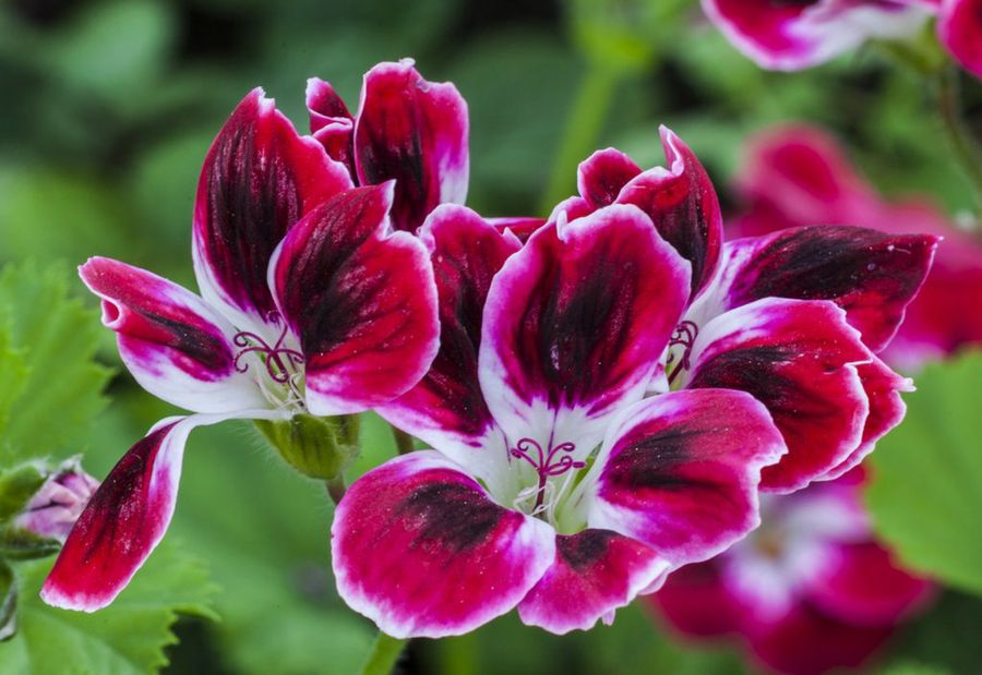 Pelargonium