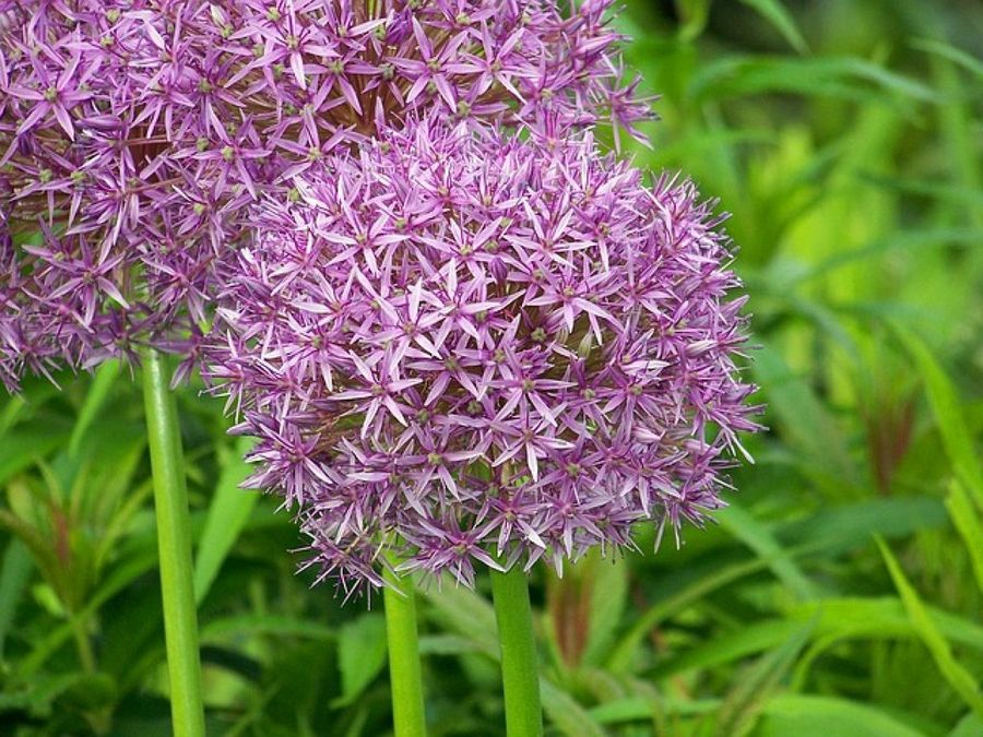 Allium porrum