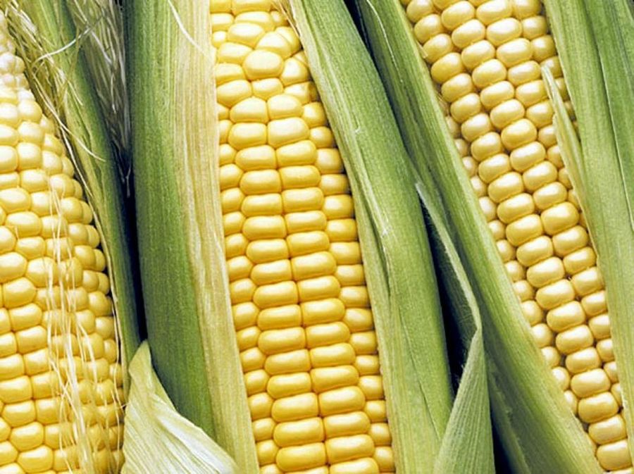 Maíz