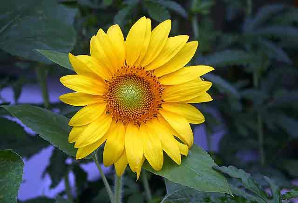 Girasoles | Plantas