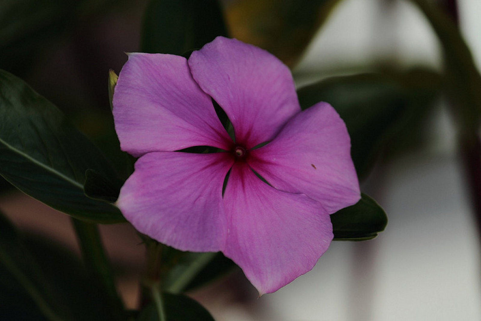 Violeta