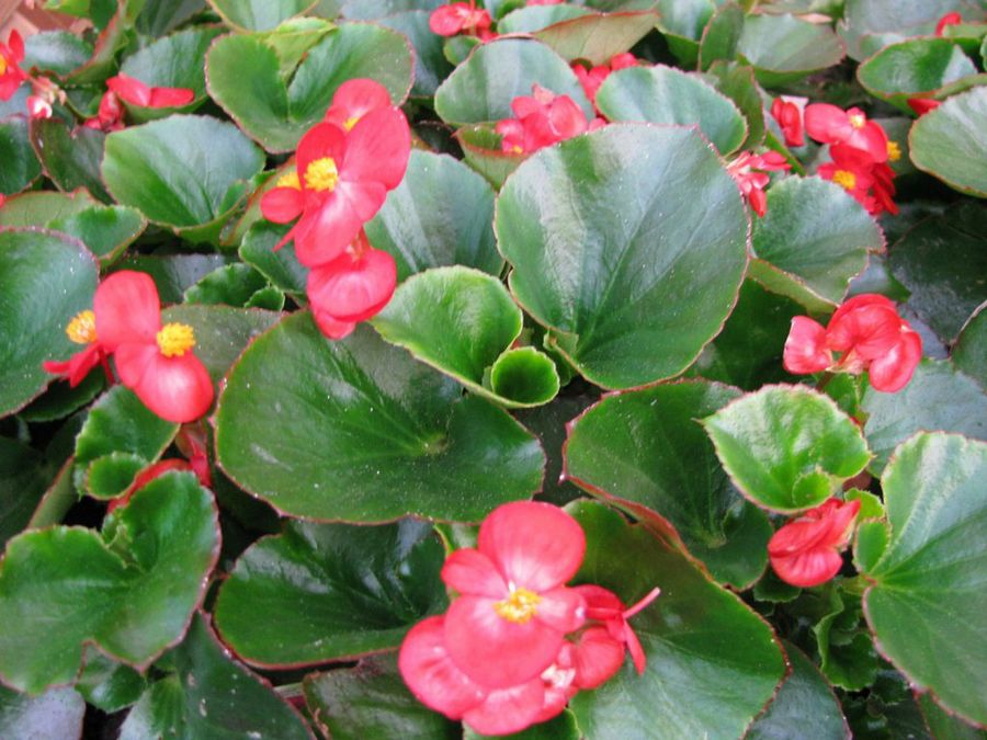 Begonia, insuperable en belleza | Plantas