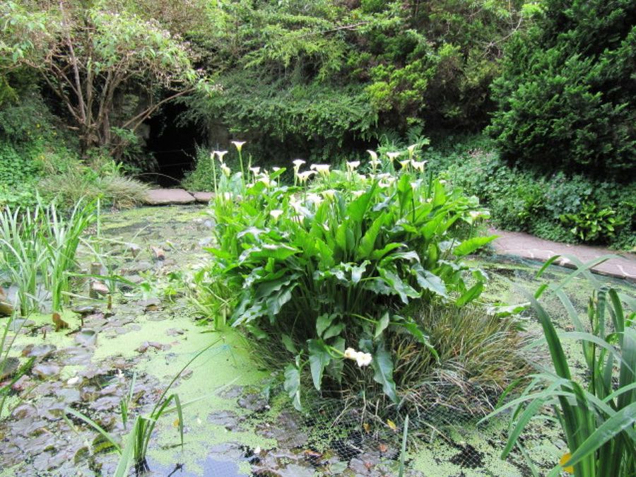 La elegancia de los lirios de agua | Plantas