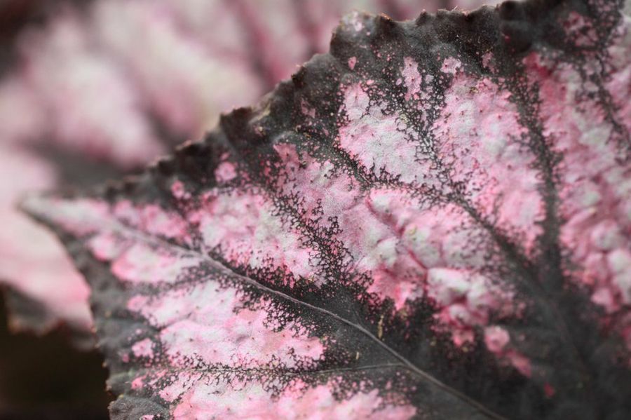 Begonia Rex, la más famosa en su especie | Plantas