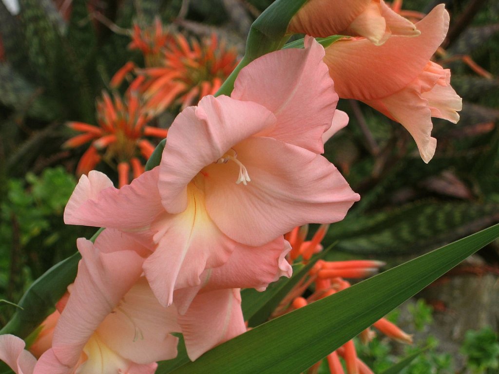 El gladiolo, una flor legendaria | Plantas