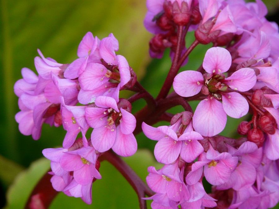 Bergenia, desafiando el frío | Plantas