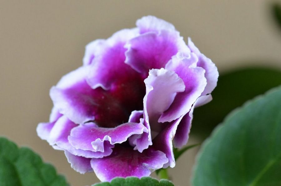 Gloxinia