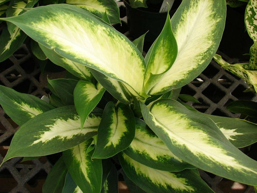 Dieffenbachia