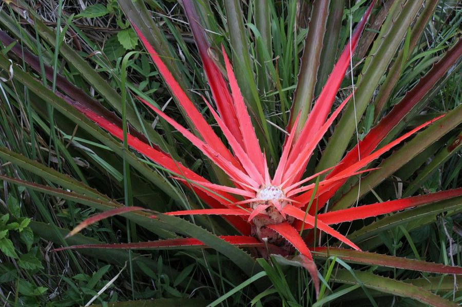 Bromelia