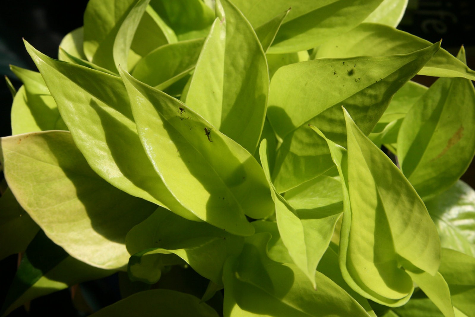 Pothos
