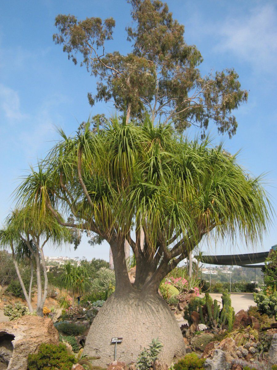 Beaucarnea Recurvata