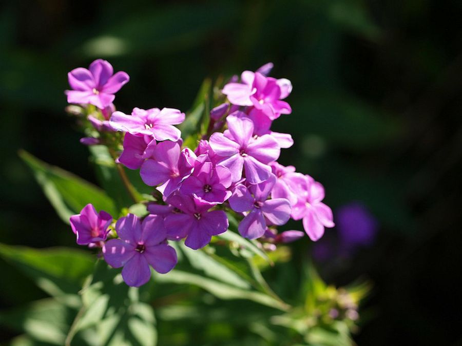 Phlox