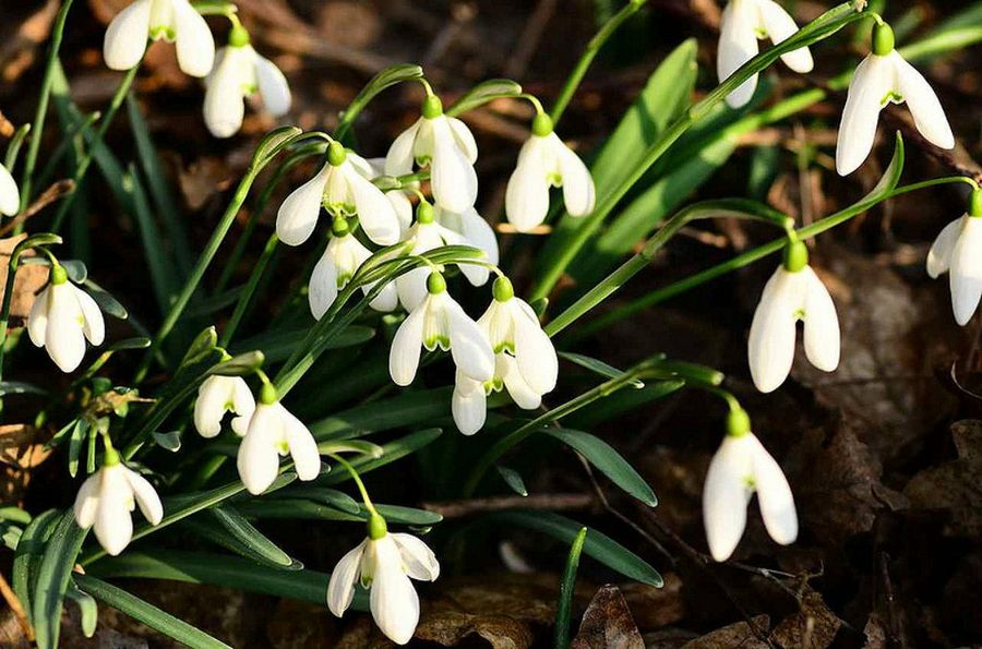 Galanthus nivalis