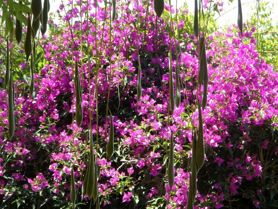 Una trepadora llamada Glicina | Plantas