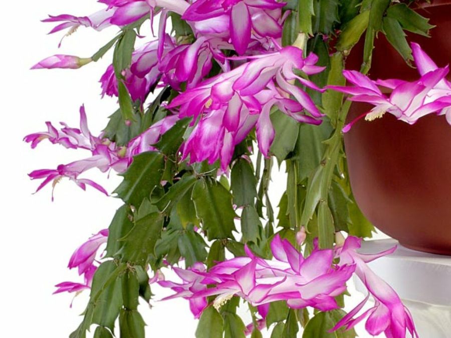 cactus de navidad y pascua