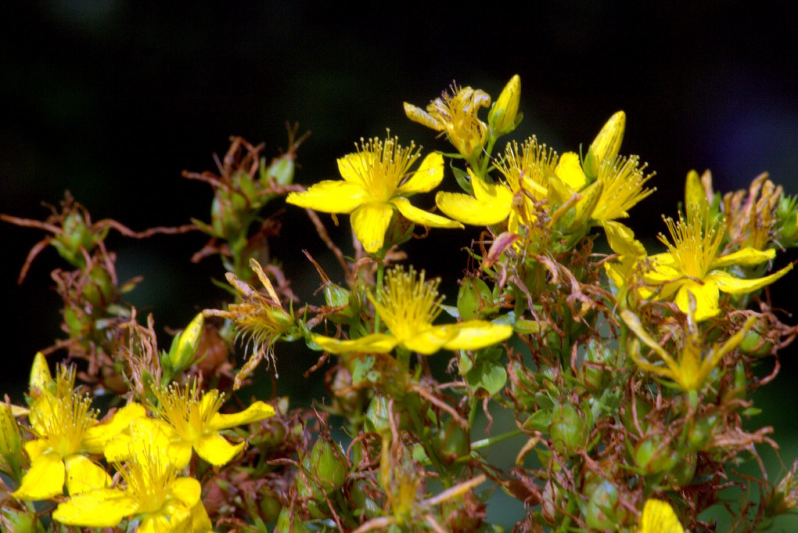 Hypericum Perforatum