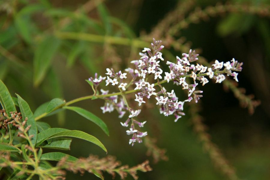 Aloysia triphylla