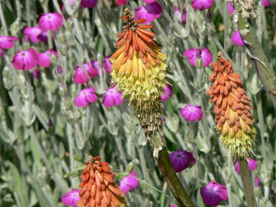 Kniphofia uvaria