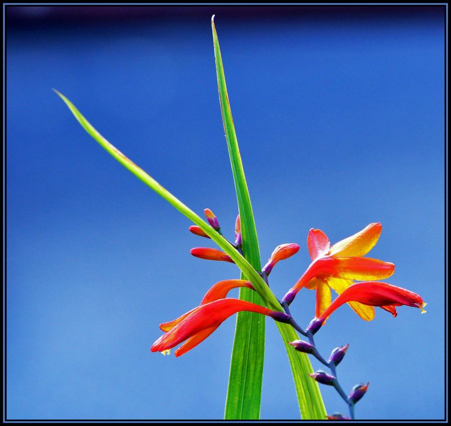 Montbretia
