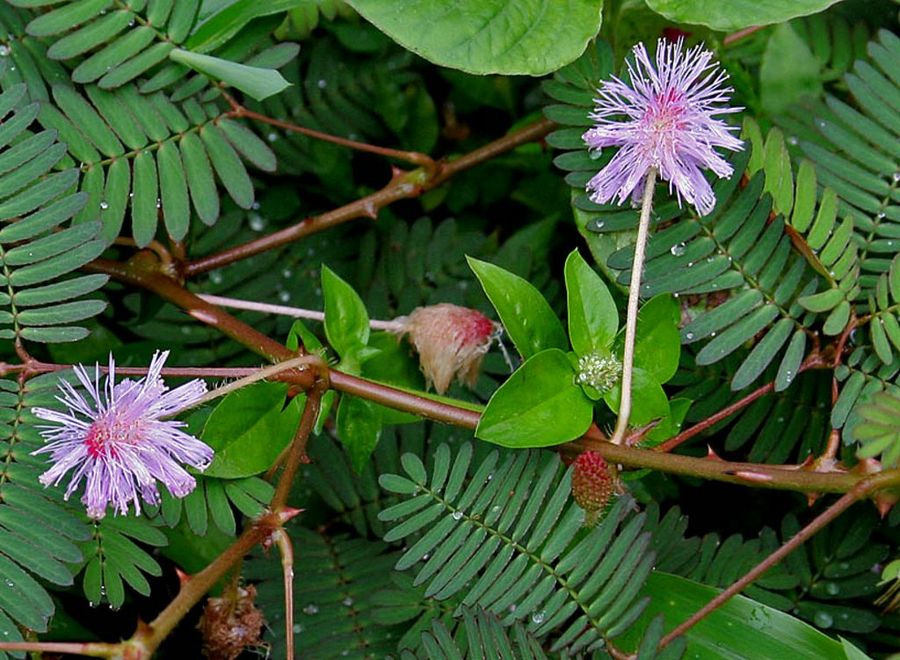 Mimosa pudica