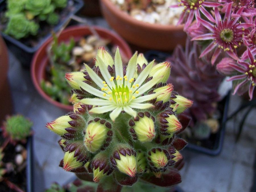 Sempervivum: una planta peculiar y muy resistente | Plantas