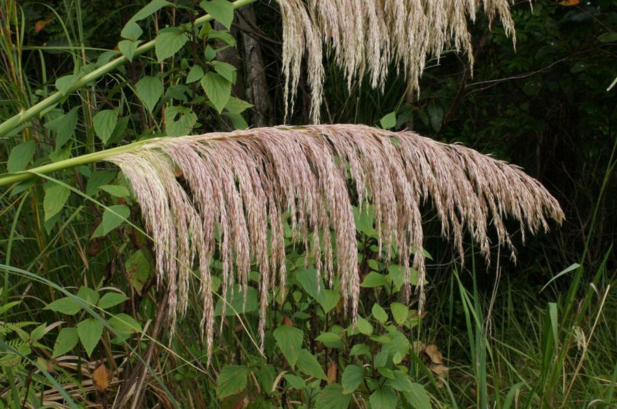 Cortaderia 