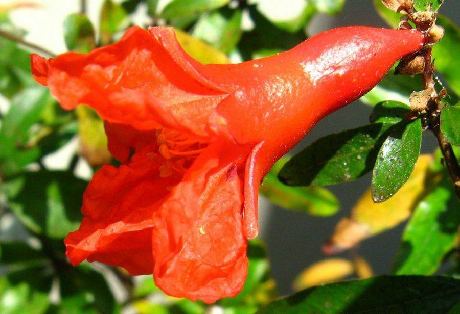 Flor del granado