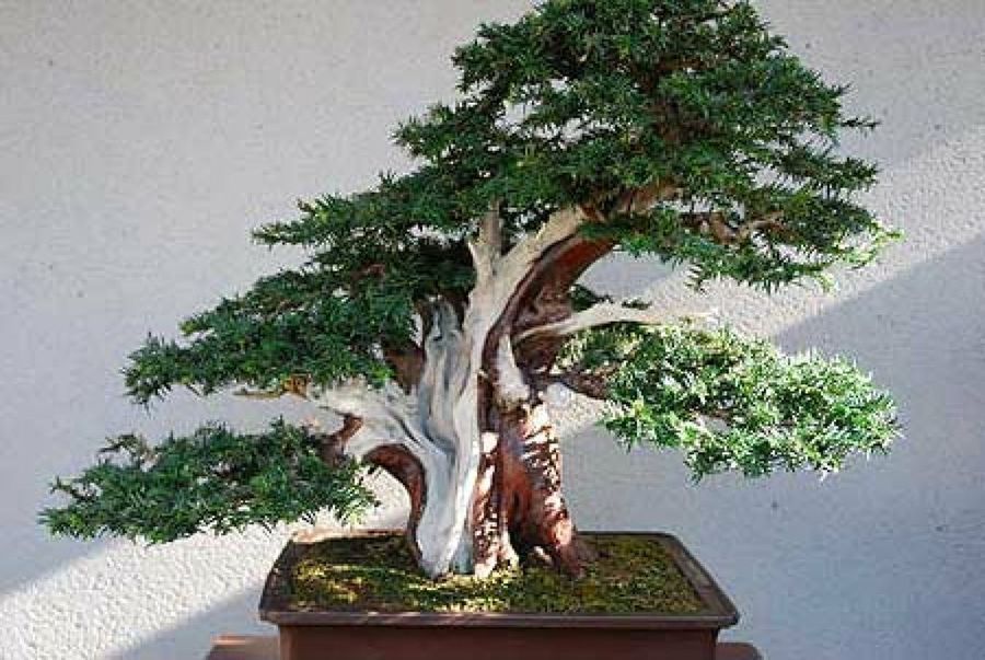 bonsái