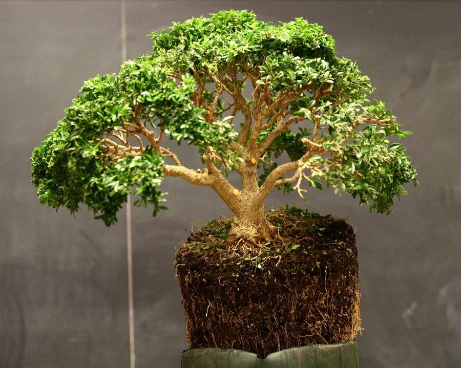 Bonsai