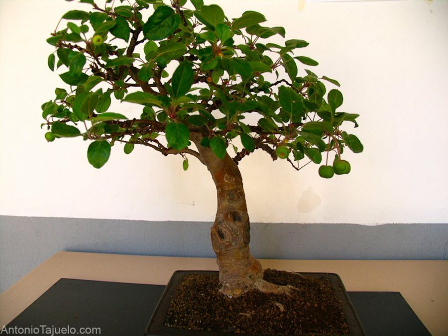 Bonsai