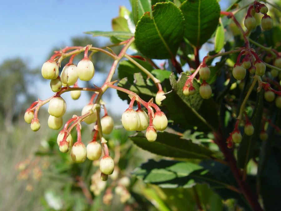 arbutus unedo Flor