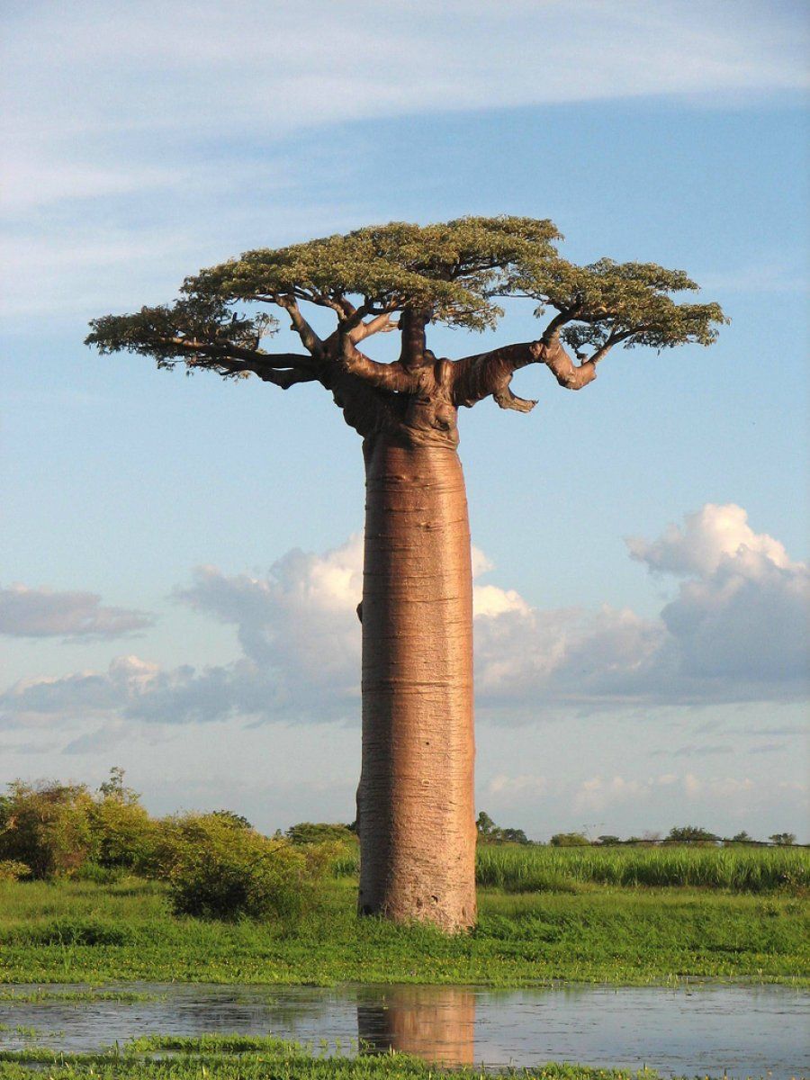 Resultado de imagen de arbol africano