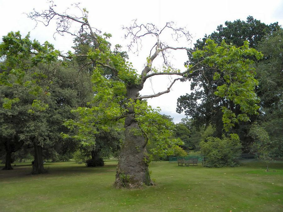 Platanus x hispanica