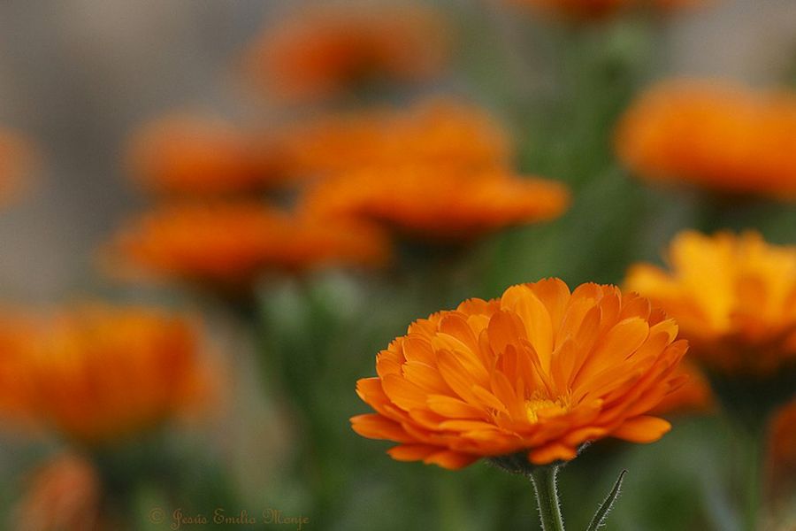 Caléndula. Plantas anuales